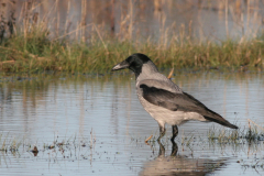 Bonte kraai 3-Lauwersmeer 28-12-2009