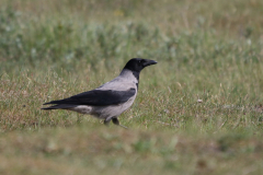 Bonte kraai 4-Schiermonnikoog 21-5-2022