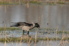 Bonte kraai 5-Lauwersmeer 28-12-2009