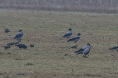 Bonte kraai-Lauwersmeer 21-1-2009 b