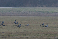 Bonte kraai-Lauwersmeer 21-1-2009 c