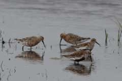 Bonte - en Krombekstrandloper-Lauwersmeer 22-5-2023