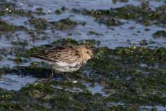 Bonte strandloper, 1e kj. Texel 5-10-2021