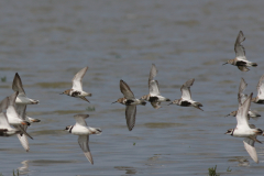 Bonte strandloper  Friesland-kust 11-8-2021