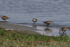 Bonte strandloper Groningen-kust 1-7-2021