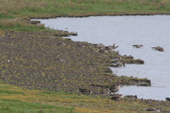 Bonte strandloper-Groningen-kust 10-8-2014 b