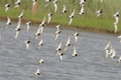 Bonte strandloper-Groningen-kust 22-7-2009