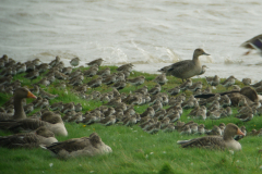 Bonte strandloper-Groningen-kust 28-8-2011 b