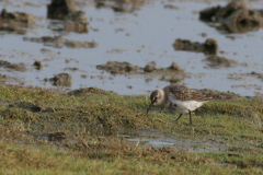 Bonte strandloper-Lauwersmeer 16-11-2008