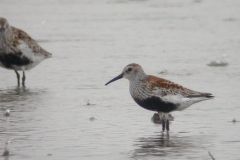 Bonte strandloper-Lauwersmeer 21-5-2006 b