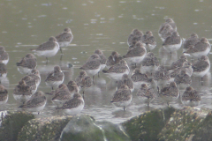 Bonte strandloper-Texel 12-10 2006 b