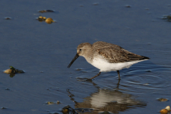 Bonte strandloper-Texel 16-10-2022