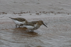 Bonte strandloper, 1e kj.  Texel 6-10-2019