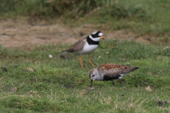 Bonte strandloper en Bontbekplevier-Groningen-kust 7-5-2014