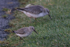 Bonte strandloper en Kanoet-Eemshaven 6-12-2013 b