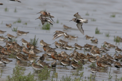 Bonte strandloper en Krombekstrandloper 1 Friesland-kust 11-8-2021