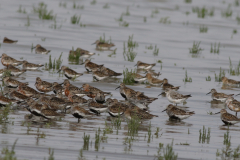 Bonte strandloper en Krombekstrandloper 2 Friesland-kust 11-8-2021