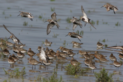 Bonte strandloper en Krombekstrandloper 3 Friesland-kust 11-8-2021 b