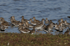 Bonte strandloper en Tureluur Groningen-kust 18-8-2022