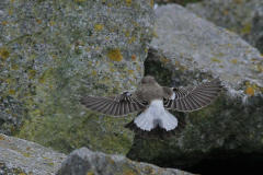 Bonte tapuit 1-Schiermonnikoog 24-10-2015 b