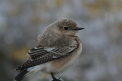 Bonte tapuit 2-Schiermonnikoog 24-10-2015