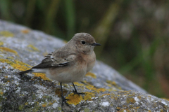 Bonte tapuit 3-Schiermonnikoog 24-10-2015 b