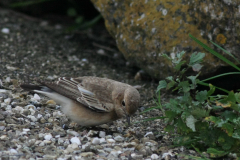 Bonte tapuit 6-Schiermonnikoog 24-10-2015