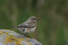 Bonte tapuit 7-Schiermonnikoog 24-10-2015 b