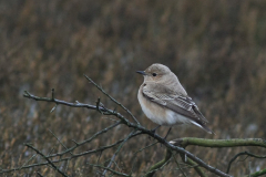 Bonte tapuit 8-Schiermonnikoog 24-10-2015