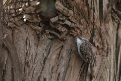 Boomkruiper-Hortus Haren 1-4-2010 b