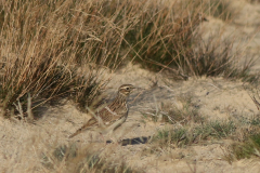 Boomleeuwerik 1 Friesland 21-9-2020