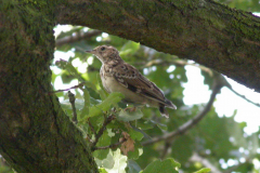 Boomleeuwerik-Drenthe 20-9-2006 b