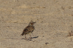 Boomleeuwerik Friesland 21-9-2020