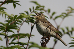 Boompieper 1-Friesland 21-6-2022