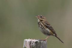 Boompieper 1-Friesland 5-6-2011