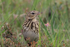 Boompieper 3-Friesland 5-6-2011