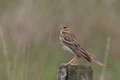 Boompieper-Friesland 5-6-2011