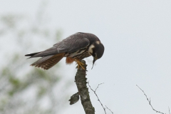 Boomvalk 1-Friesland 10-5-2010 a