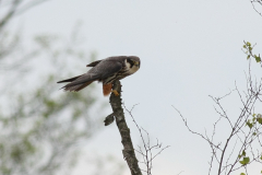 Boomvalk-Friesland 10-5-2010