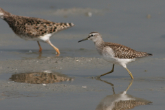 Bosruiter, juv. 1-Lauwersmeer 19-7-2009