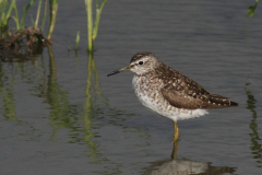 Bosruiter 1-Lauwersmeer 20-6-2014