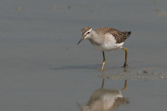 Bosruiter, juv. 2-Lauwersmeer 19-7-2009