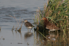 Bosruiter en Kemphaan-Lauwersmeer 14-5-2008 b