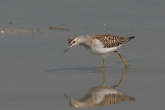 Bosruiter, juv.-Lauwersmeer 19-7-2009