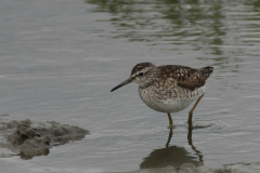 Bosruiter-Lauwersmeer 20-6-2014