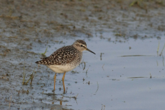 Bosruiter-Lauwersmeer 22-4-2014