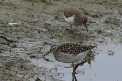 Bosruiter en Oeverloper-Lauwersmeer 4-5-2014