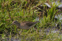 Bosruiter, juv. Zuidlaardermeergebied 7-8-2019