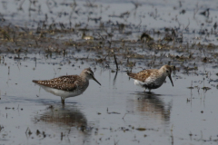 Bosruiter en Bonte strandloper Lauwersmeer 22-5-2023