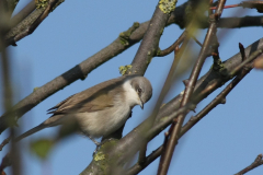 Braamsluiper-Texel 9-10-2010